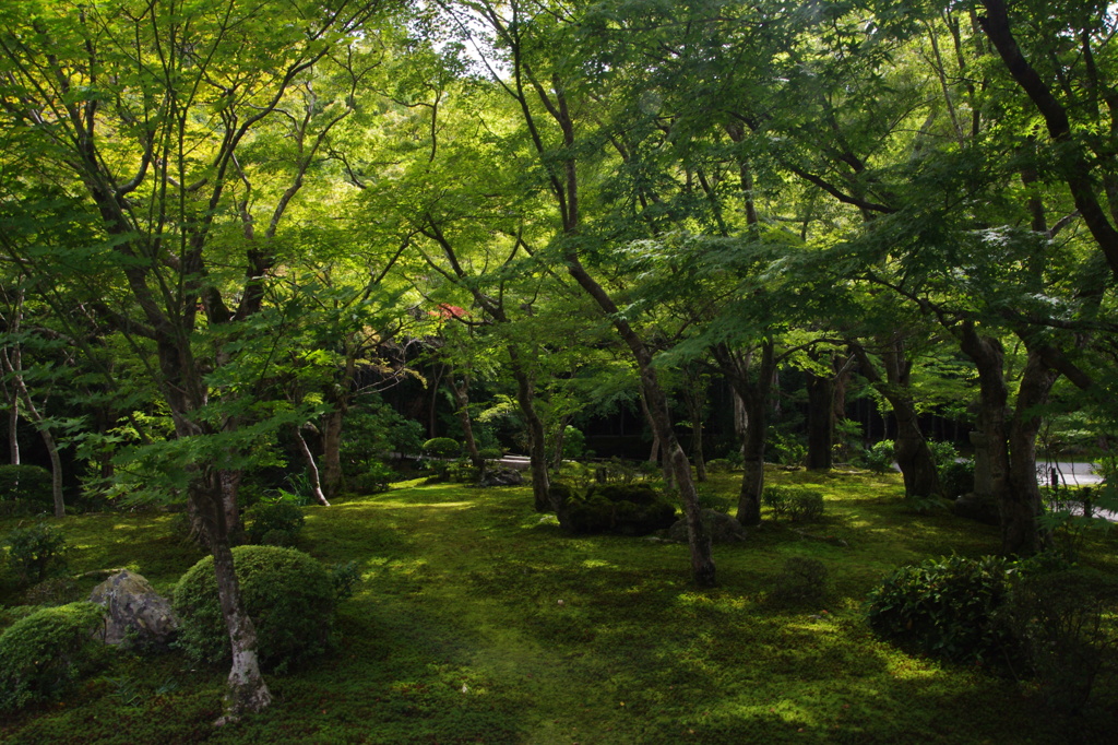 円光寺庭園