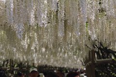 白藤トンネル