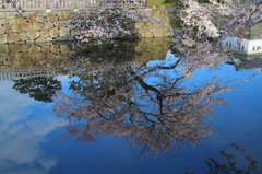 水の中の桜