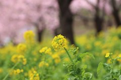 松田河津桜