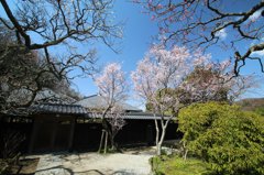 2012年4月鎌倉、東慶寺
