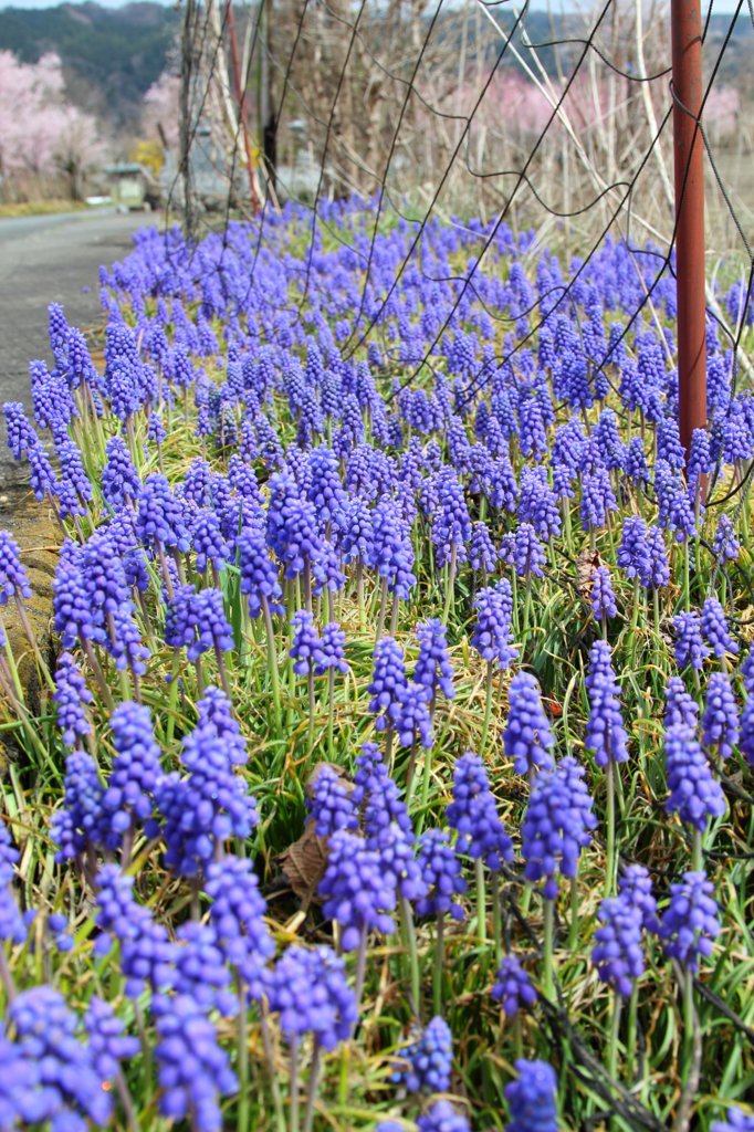 桜より惹かれたもの