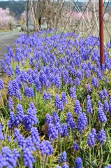 桜より惹かれたもの