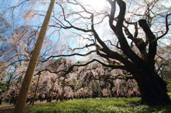 桜のにぎわい