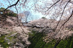 九段下桜