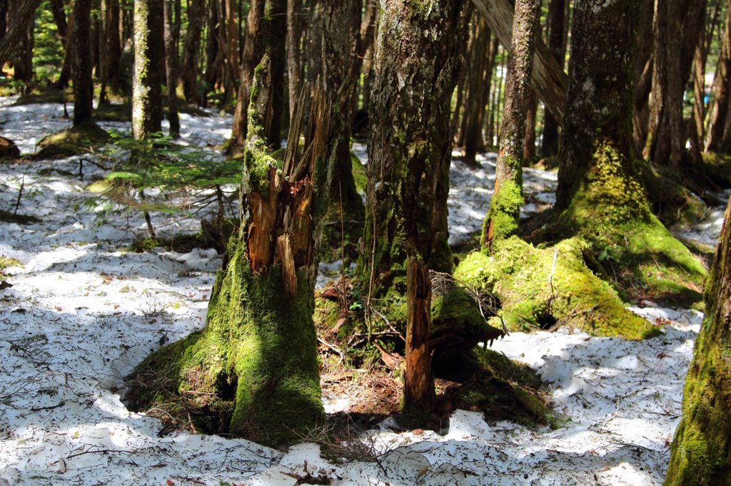苔と木と雪