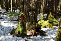 苔と木と雪