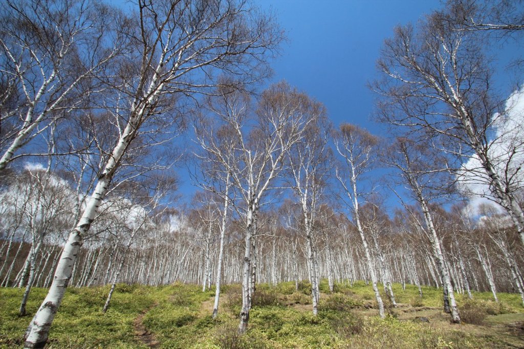  八千穂高原の白樺林