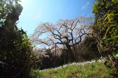 長興山紹太寺のしだれ桜
