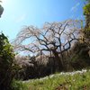 長興山紹太寺のしだれ桜