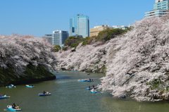 千鳥ヶ淵