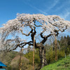 大子町の桜