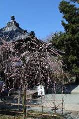 2012年4月鎌倉、浄智寺