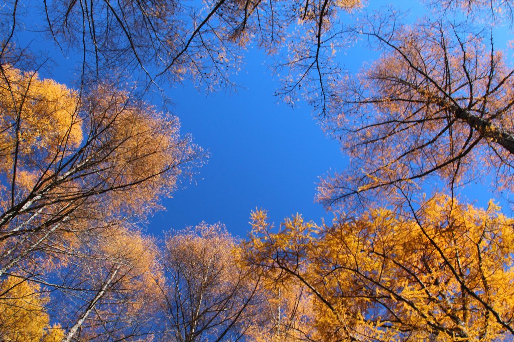 晴天の紅葉