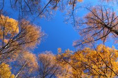 晴天の紅葉