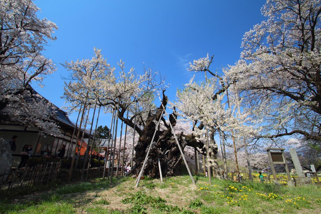 最古の桜