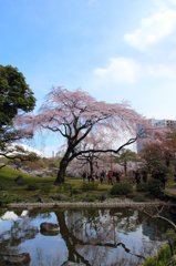 ドームの桜