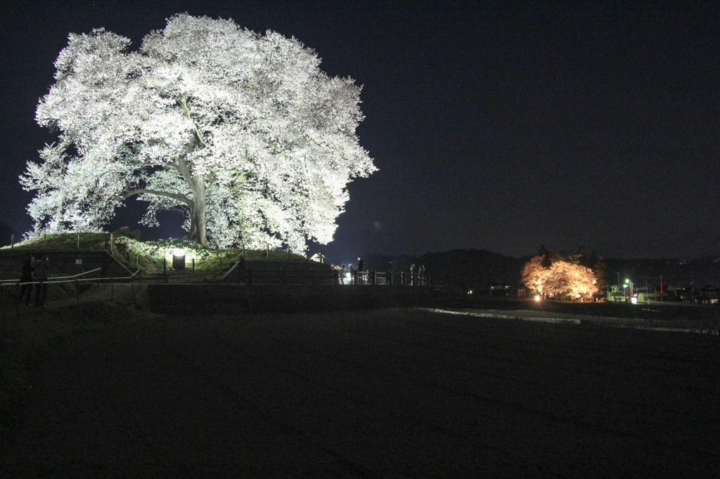 夜桜