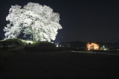 夜桜