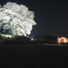 夜桜