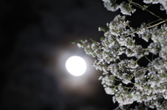 月と桜