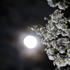 月と桜