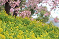 松田河津桜