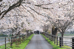 さくらの通り道