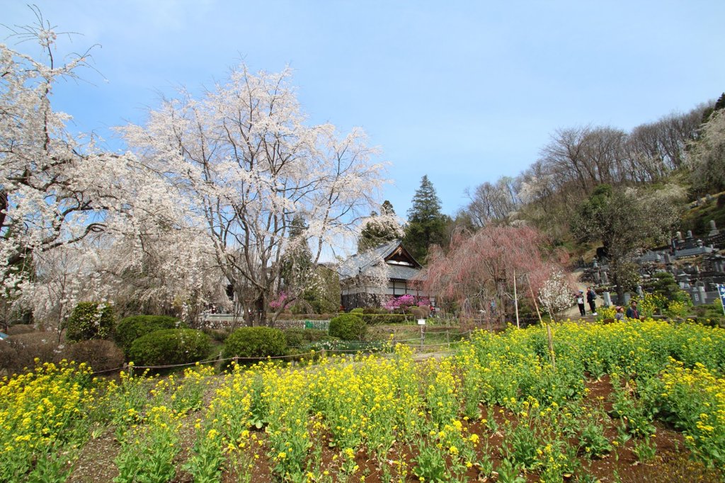 秩父のお寺