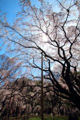桜のにぎわい