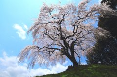 今年一番の桜！