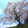 今年一番の桜！