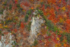 崖の上の紅葉