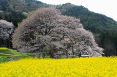 黒部のエドヒガン桜