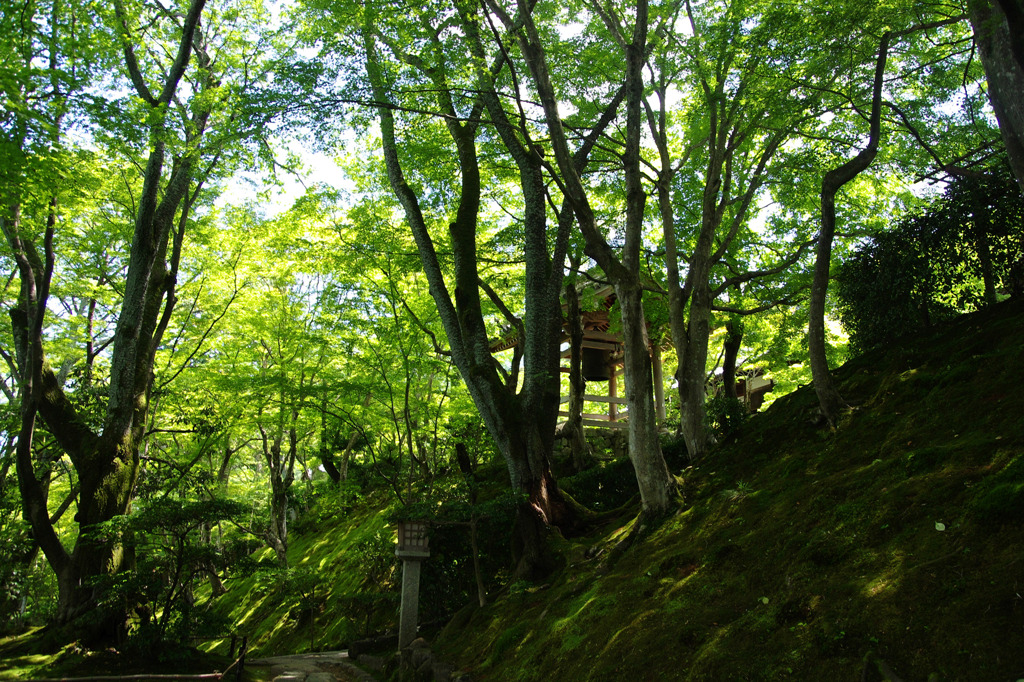 新緑の常寂光寺