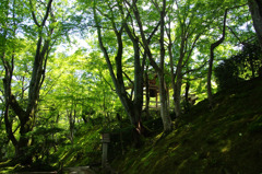 新緑の常寂光寺