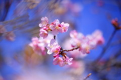 河津桜