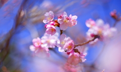 河津桜