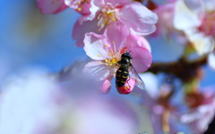 河津桜