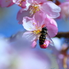 河津桜