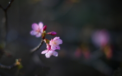 河津桜