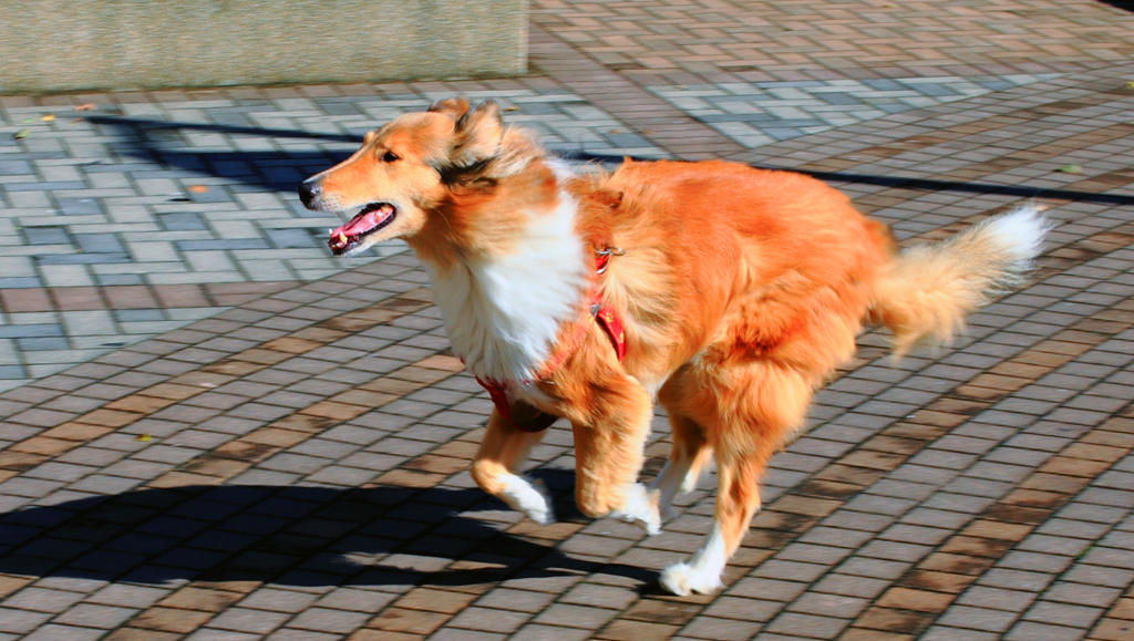 ランちゃん
