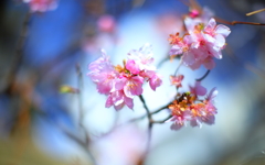 河津桜