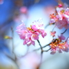 河津桜