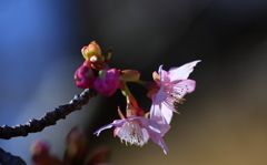 河津桜