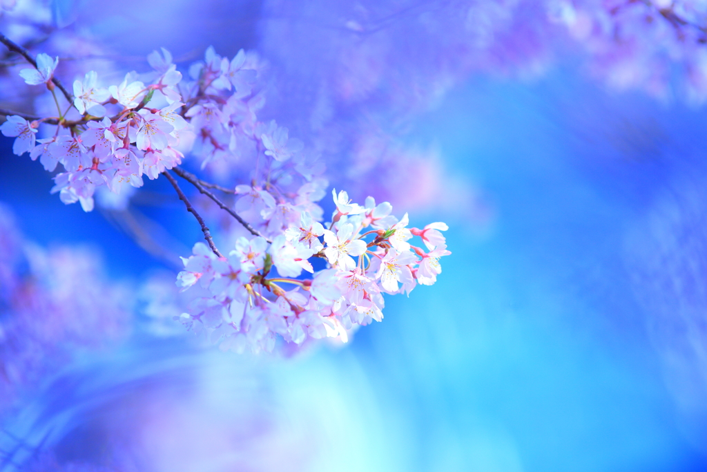いまわの桜