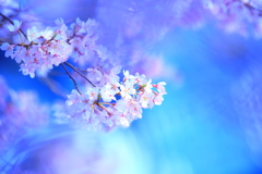 いまわの桜