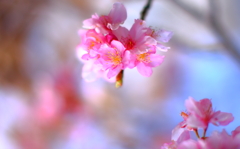 河津桜