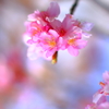 河津桜