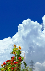畑の入道雲